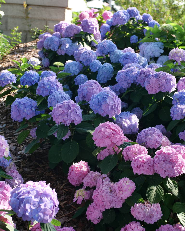 Big blue and pink bigleaf hydrangea flowers in a garden bed